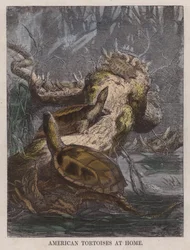 Amerikanische Schildkröten zu Hause