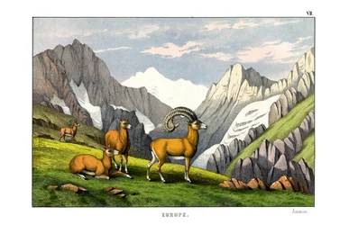 Ammon-Schaf
