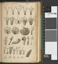 Eine Einführung in die Botanik, die eine Erklärung der Theorie dieser Wissenschaft und eine Interpretation ihrer Fachbegriffe enthält, aus den Werken von Linnæus entnommen