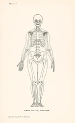 Anatomie: Weibliches Skelett, Vorderansicht