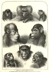 Abstammung nach Darwin