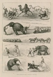 Tiere gegen Menschen: Kraftakte in Lillie Bridge