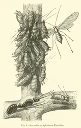 Ameise melkt Blattläuse