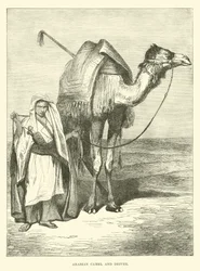 Arabisches Kamel und Treiber