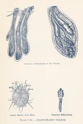 Aristokratische Schädlinge
