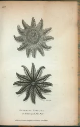 Asterias Papposa oder Zwölfstrahliger Seestern, aus 