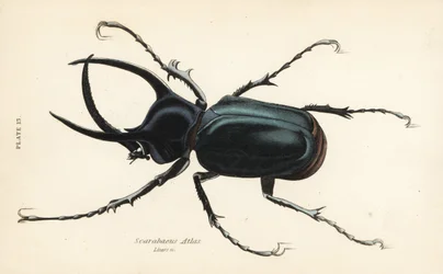 Atlas-Käfer, Chalcosoma atlas (Scarabaeus atlas)