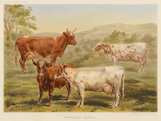 Ayrshire-Rinder