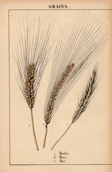 Gerste, Bere und Roggengras, aus 