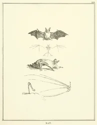 Fledermaus (Stich)