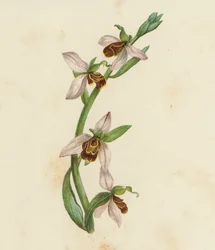 Bienen-Ragwurz, Ophrys Apifera