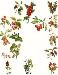 Beeren