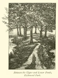 Zwischen den oberen und unteren Teichen, Richmond Park
