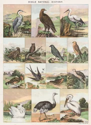 Biblische Naturgeschichte