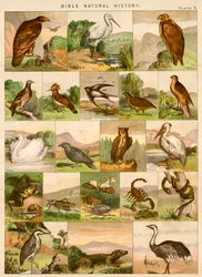 Biblische Naturgeschichte