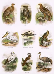 Biblische Naturgeschichte