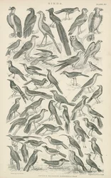 Vögel (Gravur)