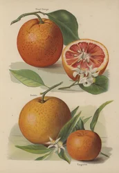 Blutorange, Sustain, Tangierine