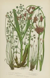 Stumpfkantige Binsen, Salzsumpf-Binsen, Wald-Binsen, Schokoladenköpfige Binsen, Schuppige Binsen