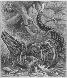 Boa und Krokodil (Gravur)
