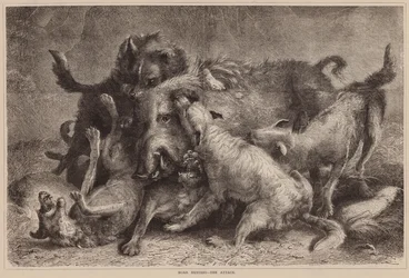 Wildschweinjagd, Der Angriff