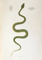 Bodroo Pam Schlange aus Ein Bericht über indische Schlangen gesammelt von der Küste von Coromandel von Patrick Russell, London, 1796
