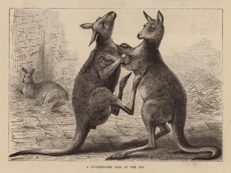 Boxende Kängurus im Zoo