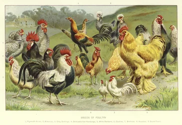 Geflügelrassen