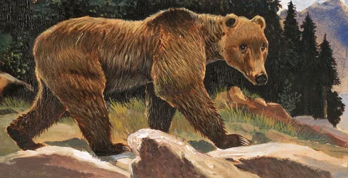 Braunbär (Kodiakbär)