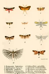 Schmetterlinge