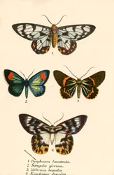 Schmetterlinge
