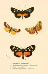 Schmetterlinge