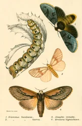 Schmetterlinge
