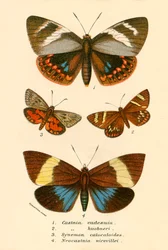 Schmetterlinge