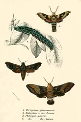 Schmetterlinge