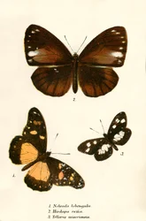 Schmetterlinge
