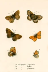 Schmetterlinge