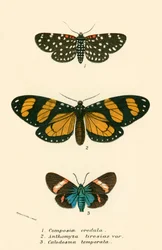 Schmetterlinge