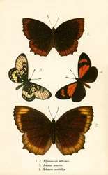 Schmetterlinge
