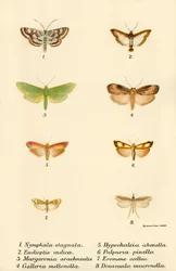 Schmetterlinge