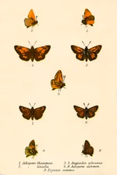 Schmetterlinge