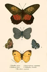 Schmetterlinge