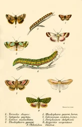 Schmetterlinge