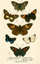 Schmetterlinge