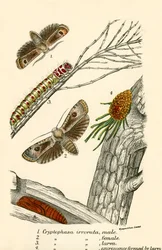 Schmetterlinge
