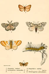 Schmetterlinge