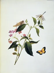 Schmetterling, Heuschrecke und Libelle auf einer Pflanze