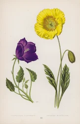 Campanula Turbinata; Papaver Nudicaule