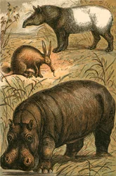 Kap-Ameisenbär, Malaiischer Tapir und Nilpferd