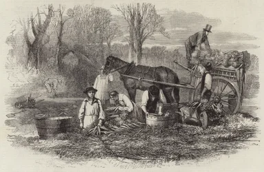 Karotten für den Londoner Markt